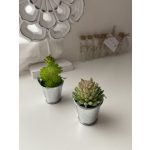 Mini kövirózsa és pozsgások, fém vödörben egyedi kártyával (kerámia cserepben)