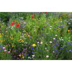 Köszönetajándék - Virágmagok egyedi címkével 